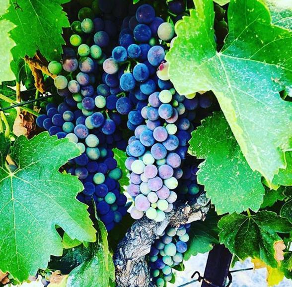 Hotel The Eden House Vineyard Templeton Exterior foto